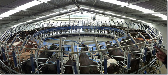 rotary milker panorama